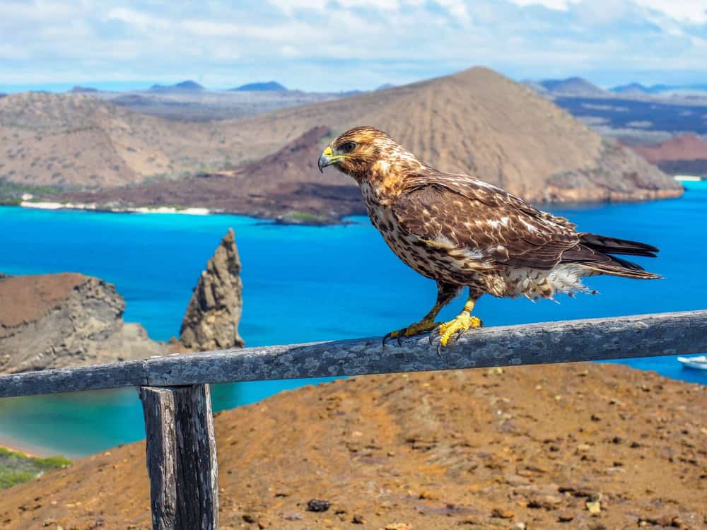 Come Arrivare Alle Galapagos Tutto Quello Che Devi Sapere