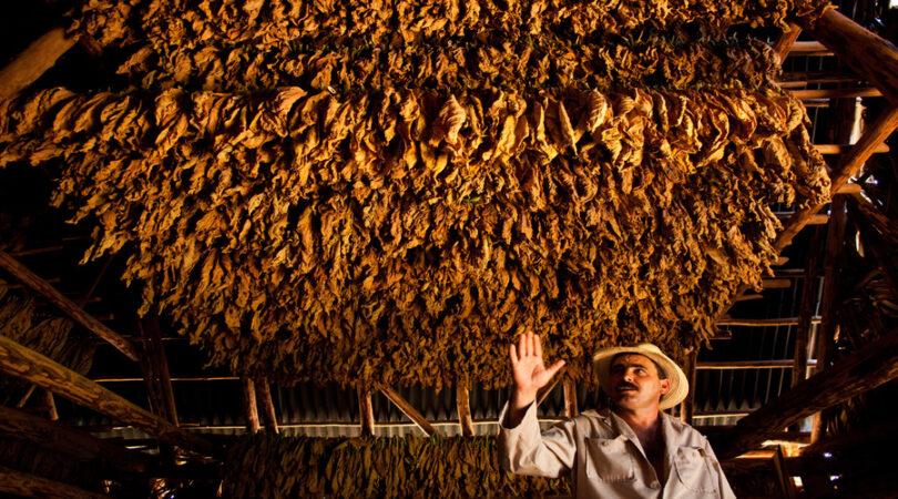 Essicazione delle foglie di tabacco