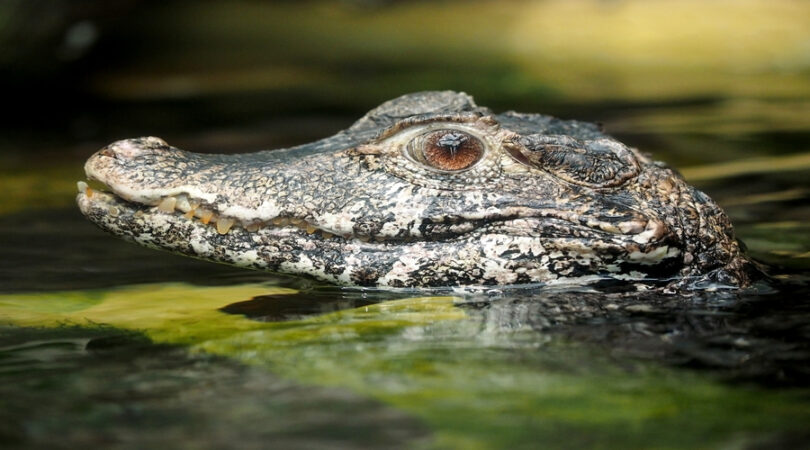 A portrait of a dwarf Caiman