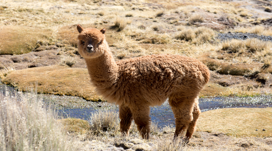 Alpaca