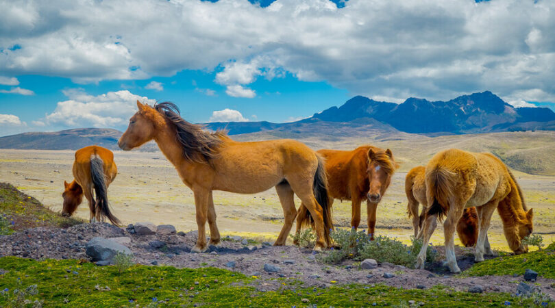 cotopaxi_cavalli-selvatici