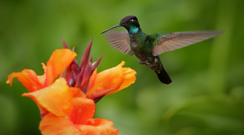 Colibrì