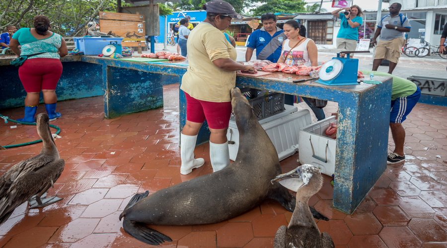 Mercato del pesce a Santa Cruz