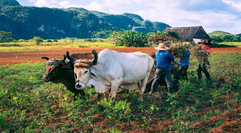 Valle de Viñales.- lavorazione tradizionale della terra