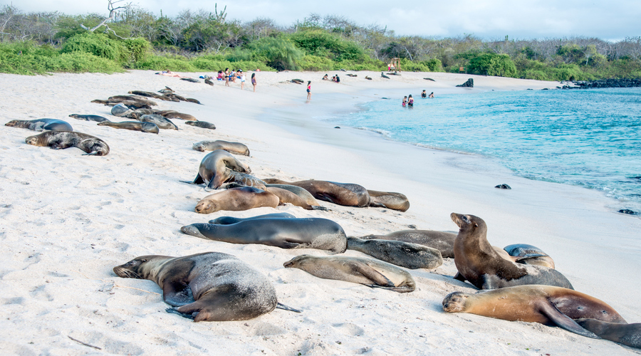 Viaggio alle Galapagos di 6 giorni a Santa Cruz e Isabela