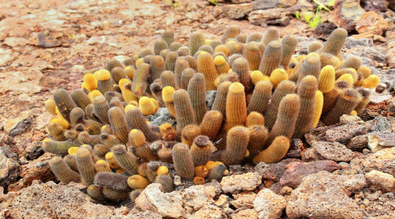 Viaggio alle Galapagos: scopri in 8 giorni le isole incantate!