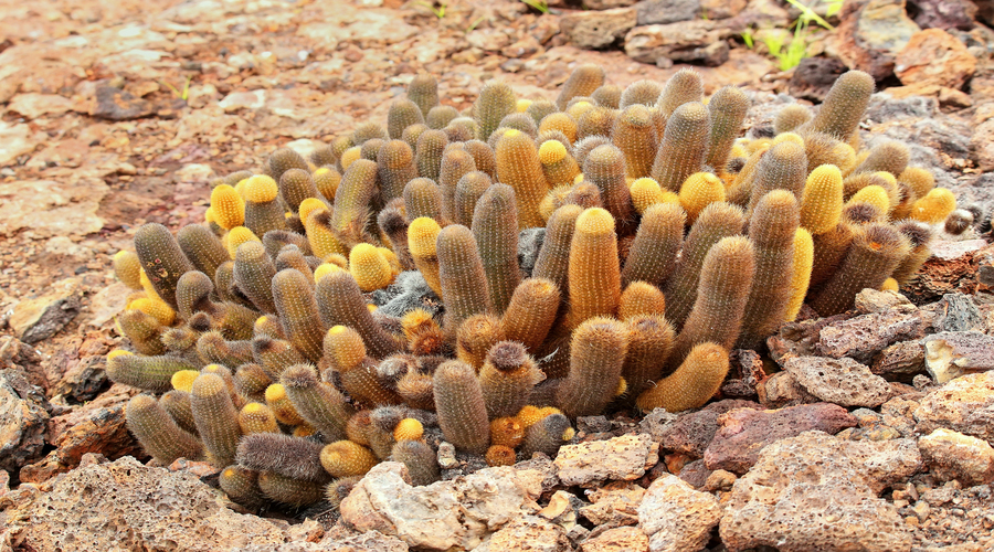 Cactus della lava-North Seymour