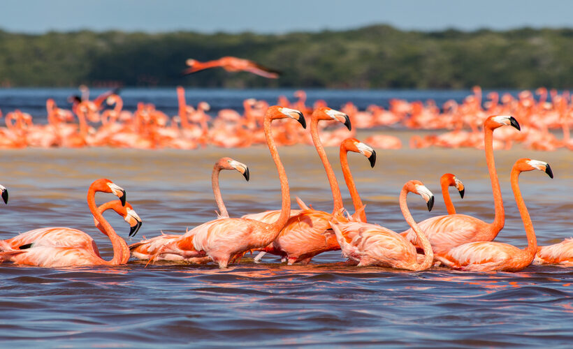 Tour natura in Messico a Chichen Itza, Uxmal e Cenotes