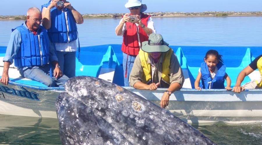 Whale watching in Baja California