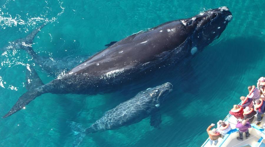 Balena grigia con piccolo, Baja California