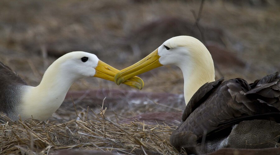 A mating pair of waved albatross strengthen their bond by rubbing beaks. Espanola Island, Galapagos