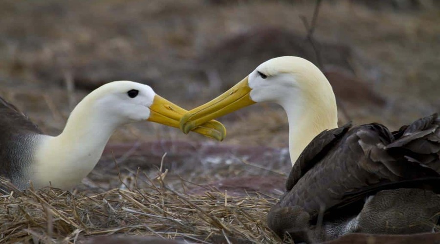 Albatross-isola Española