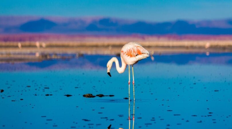 Fenicottero nel salar de Atacama