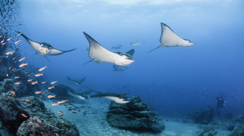 Black spotted eagle rays swimming over the coral reef, Darwin Island, Galapagos Islands