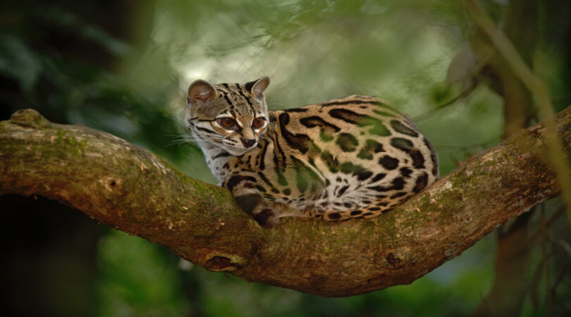 Margay, un felino della Costa Rica