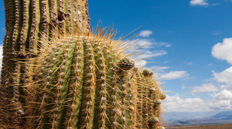 Cactus, nord ovest argentino