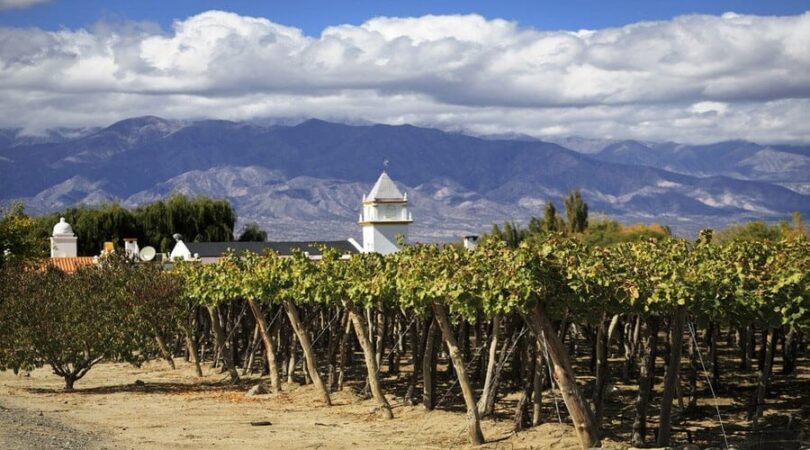 Cafayate-vigneti