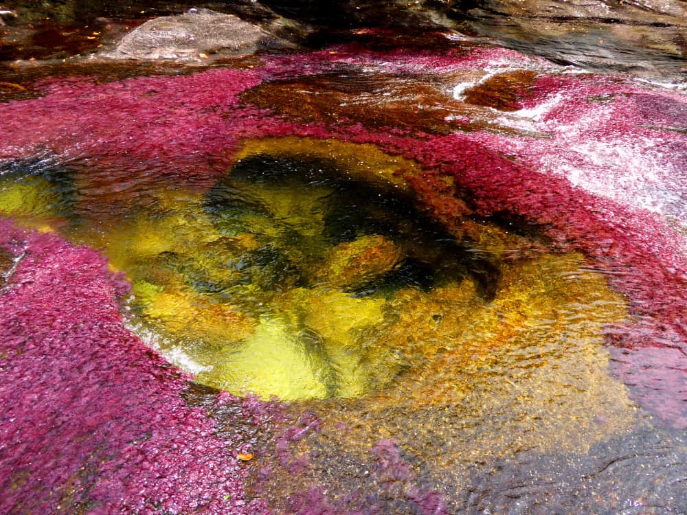 Clavulatum-algae-river-Cano-Cristales-Colombia