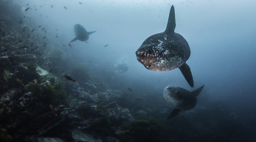 Close-up-underwater-view-of-three-sun-fish-mola-mola-at-the-dive-site-Punta-Vicente-Roca-Galapagos-Islands