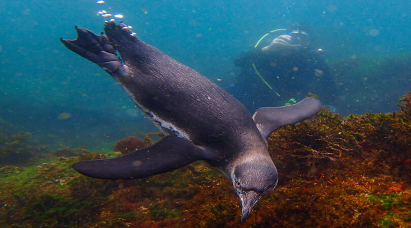 Close-up view of a little Galapagos penguin swimming underwater