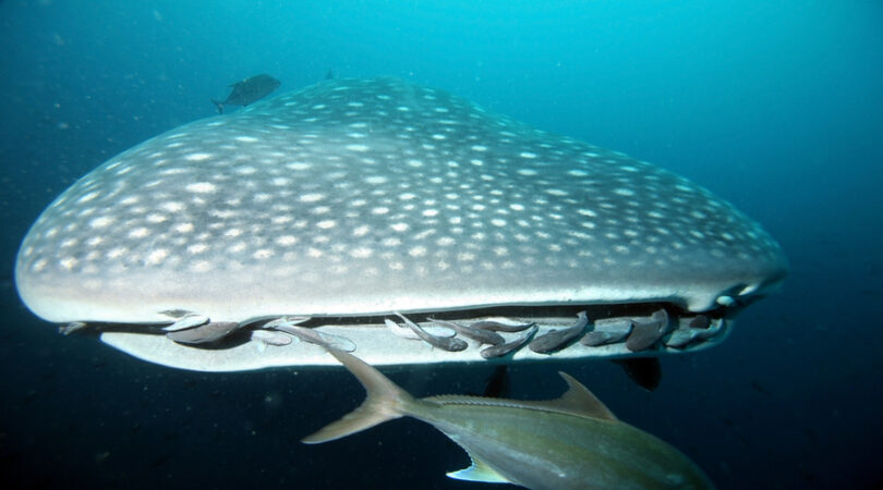 Closeup of approaching whale shark