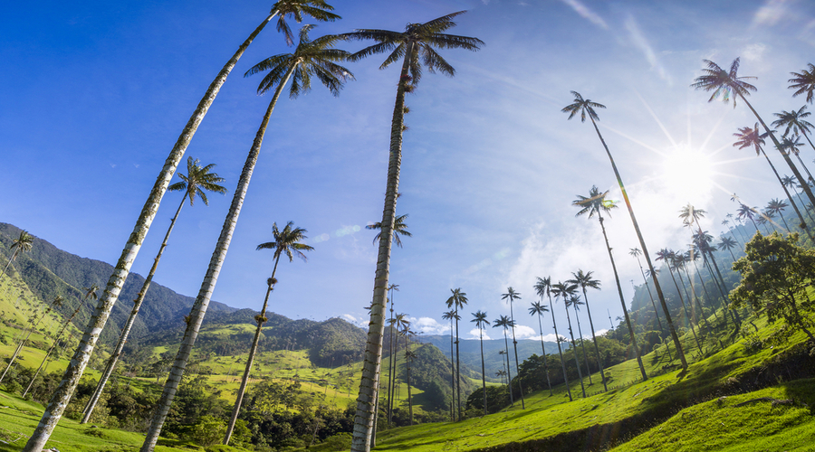 Cocora-valley-near-Salento-with-enchanting-landscape-of-pines