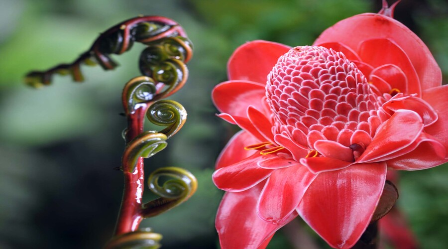 Closeup of Plant from jungle, Torch Ginger, Phaeomeria Magnifica. Amazonia, Ecuador