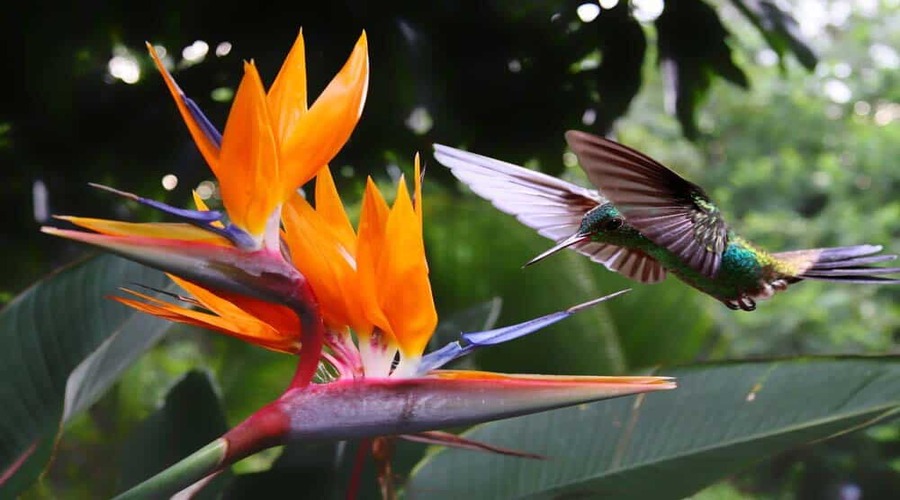 Colibrì e estrelizia