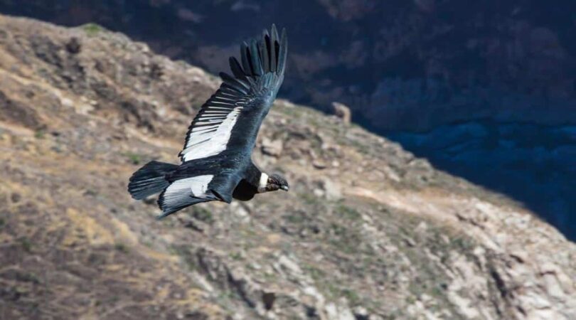 Viaggio organizzato in Perù di 14 giorni- Condor in volo nel cañon del Colca