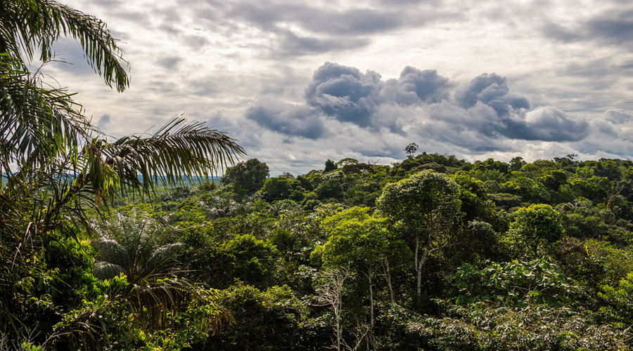 Top view. Endless green area of dense trees in the rain forest, cloudy sky. Palms in foreground. No sign of human interference. Wildness, natural environment, jungle