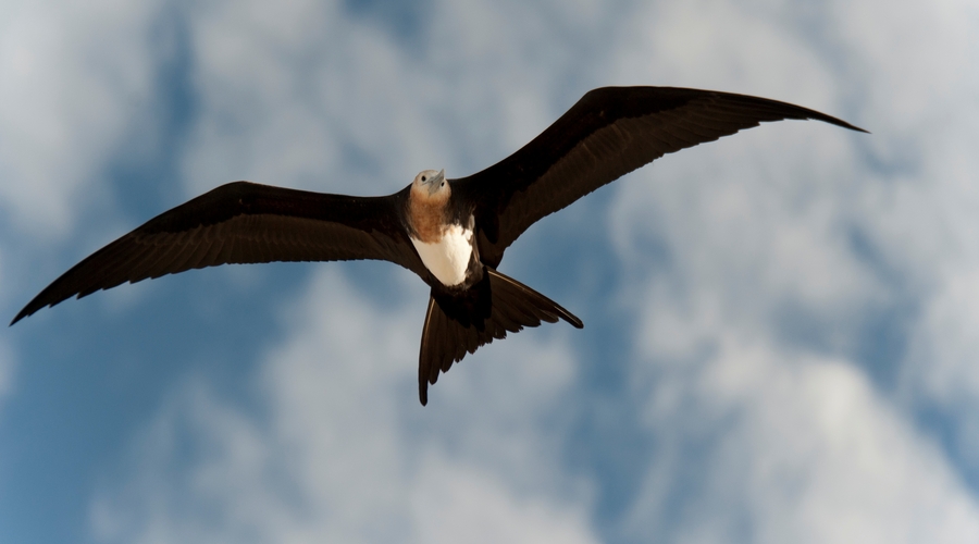 Fregata in volo - Galapagos itinerario di 3 isole in 7 giorni