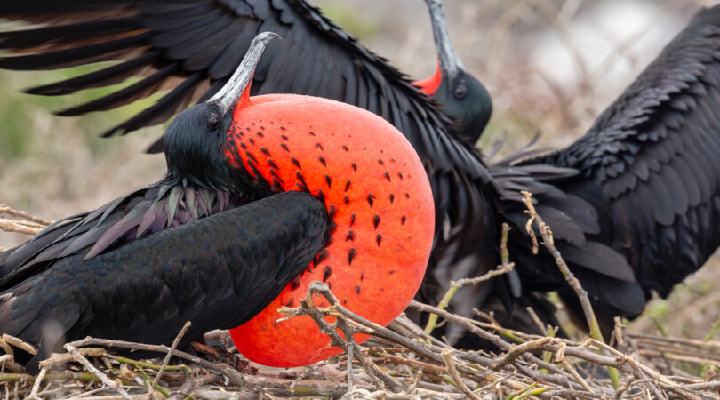 Cosa vedere alle Galapagos: fregate in amore