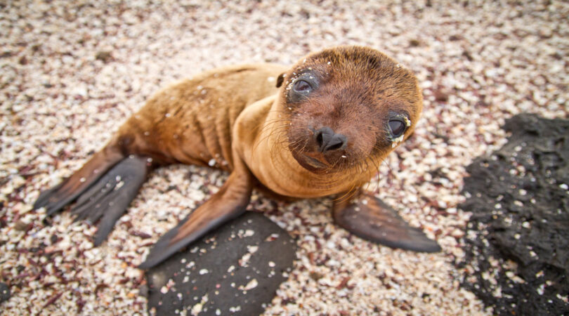 Piccolo di leone di mare Viaggio alle Galapagos di 6 giorni a Santa Cruz e Isabela