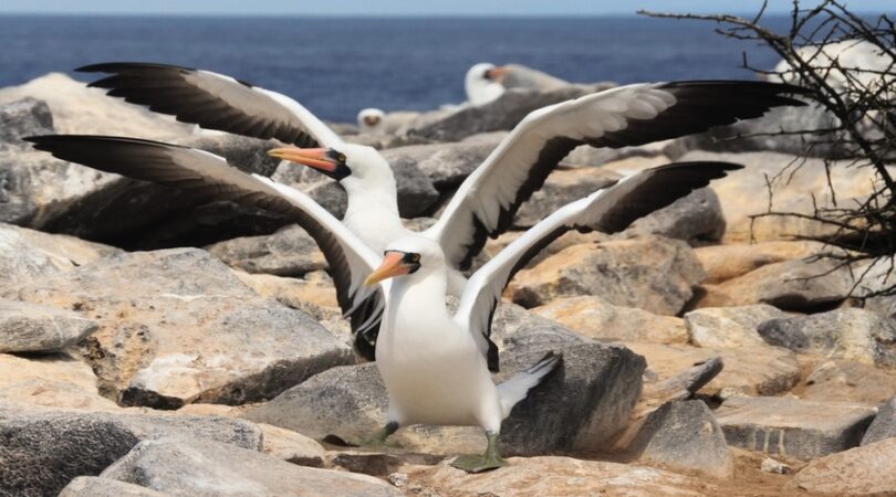 Sule- Viaggio alle Galapagos: scopri in 8 giorni le isole incantate!