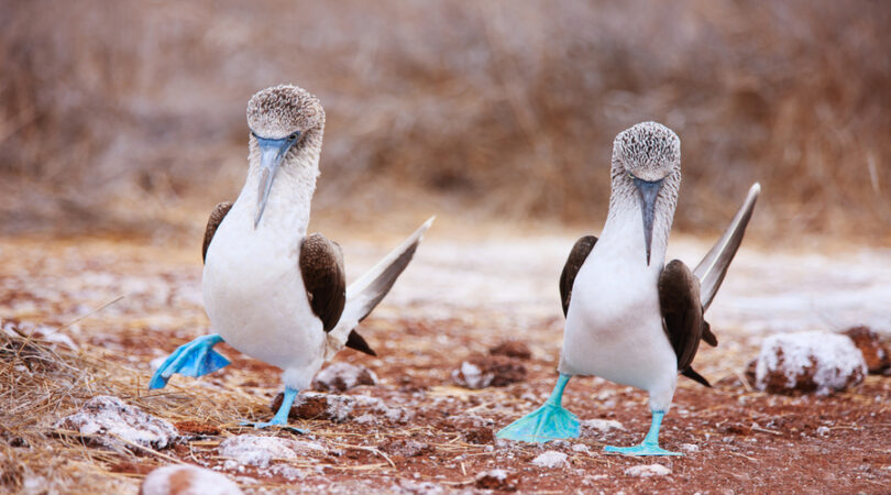 Sule piediazzurri Galapagos 5 giorni nella natura