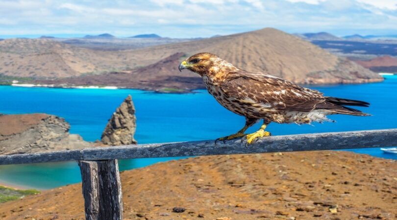 Poiana delle Galapagos Itinerario Galapagos: viaggio di 10 giorni e tour 7 isole