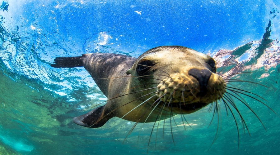 Galapagos-fur-seal-Arctocephalus-galapagoensis-swimming-at-camera-in-tropical-underwaters