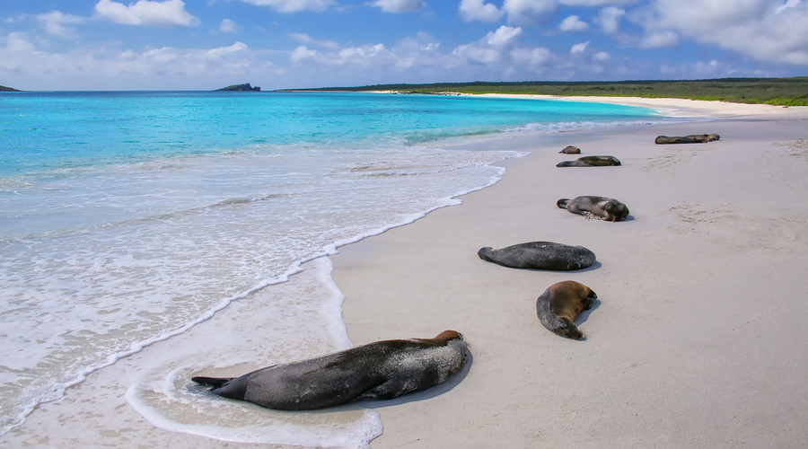 Cosa vedere alle Galapagos: itinerario di 3 isole in 7 giorni