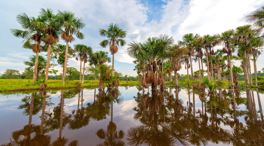 Grove-of-palm-trees-being-reflected-in-a-pond-in-the-Amazon-rain-forest-near-Leticia-Colombia.