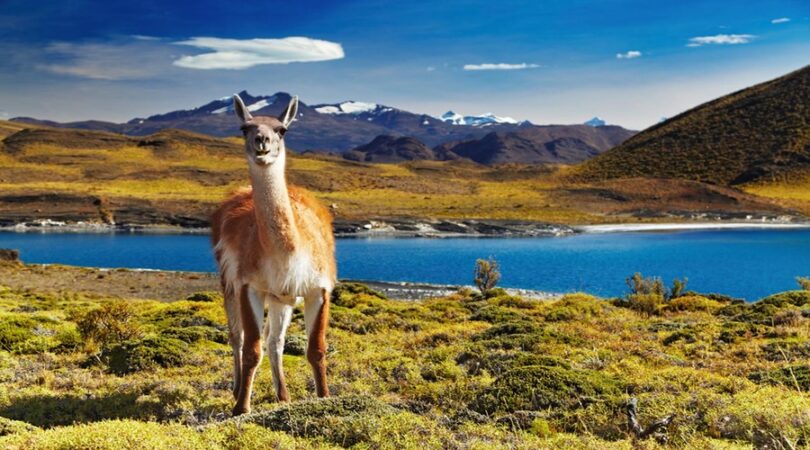 Guanaco al Parco nazionale Torres del Paine, Cile