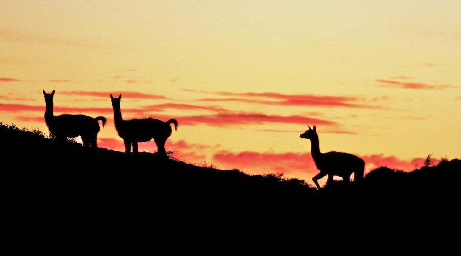 Guanachi in controluce, al tramonto