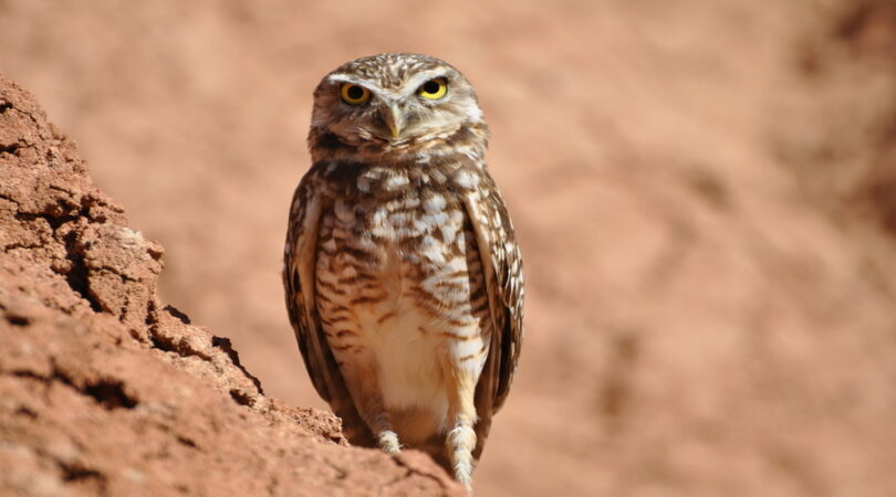 Gufo, deserto de Tatacoa