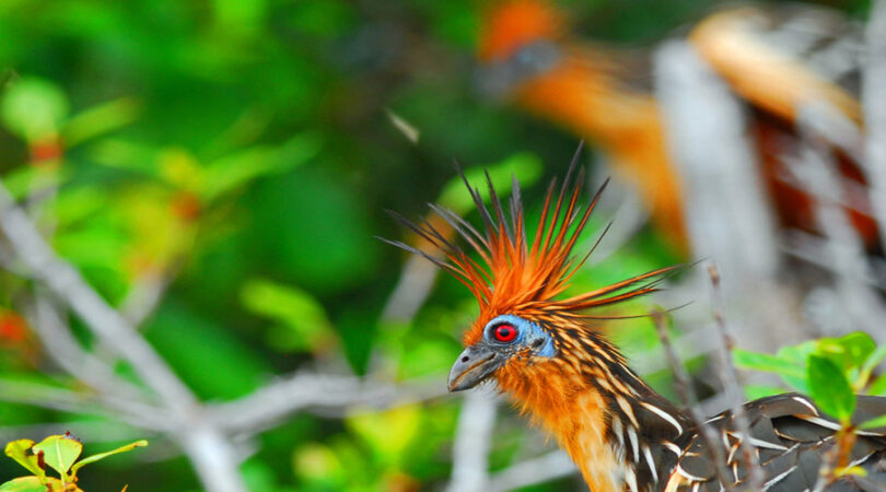 The Hoatzin or Stinkbird, in the Ecuadorian Amazon.