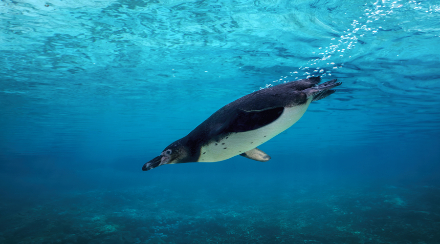 penguin diving underwater