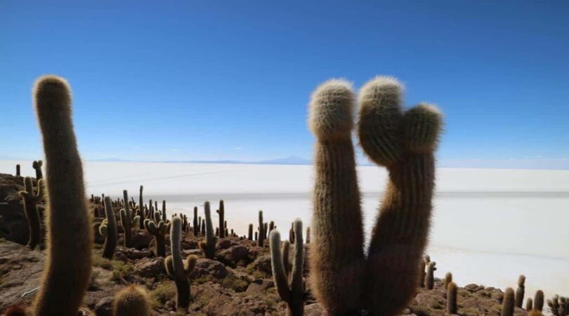 isla Incahuasi, salar de Uyuni, Bolivia