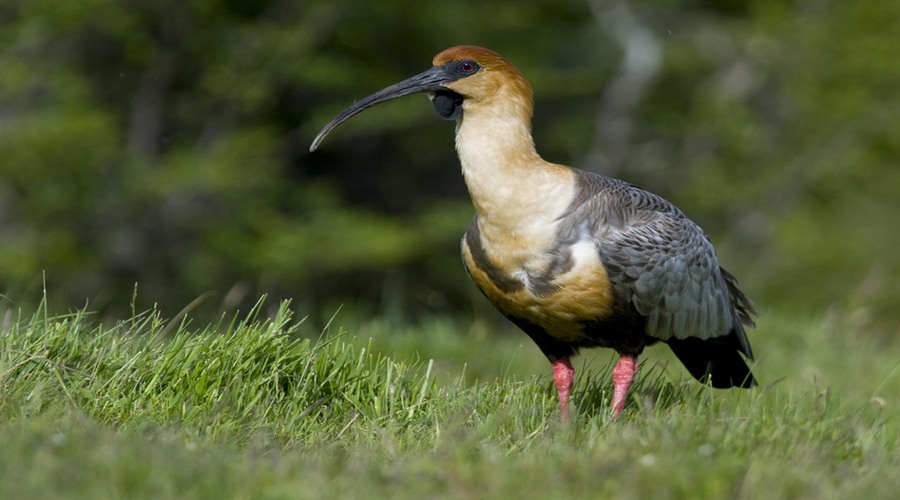 Ibis, Patagonia