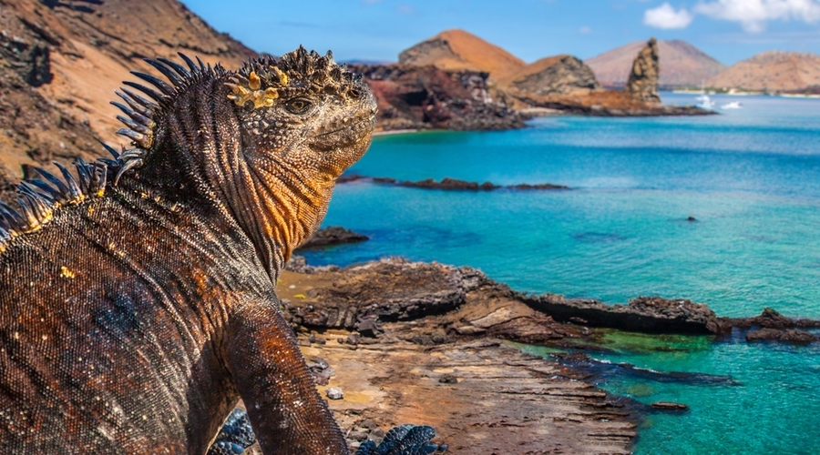 Iguana-Con-Pinnacle-rock