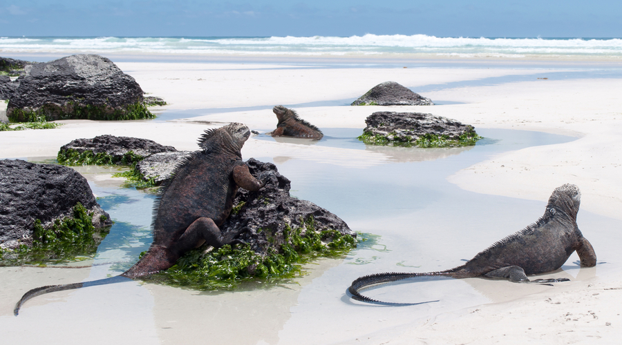 Tortuga Bay, Santa Cruz, Galapagos