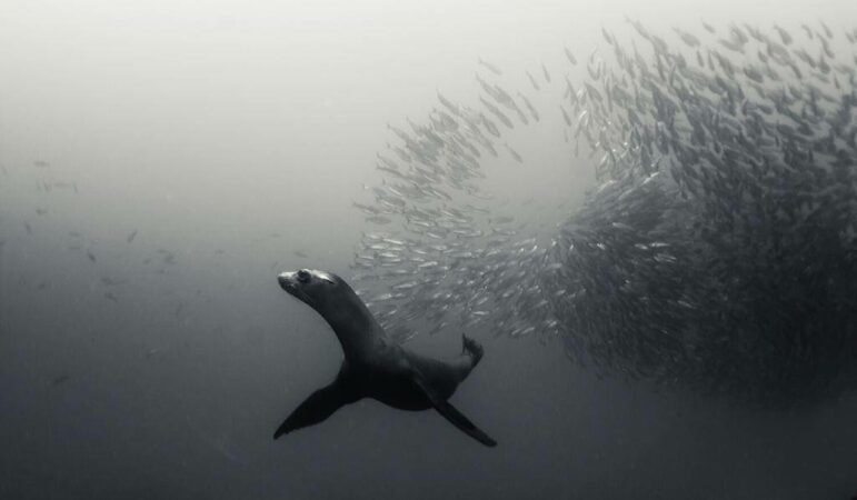 Immersioni-alle-Galapagos-soggiorni-sub_leone-di-mare