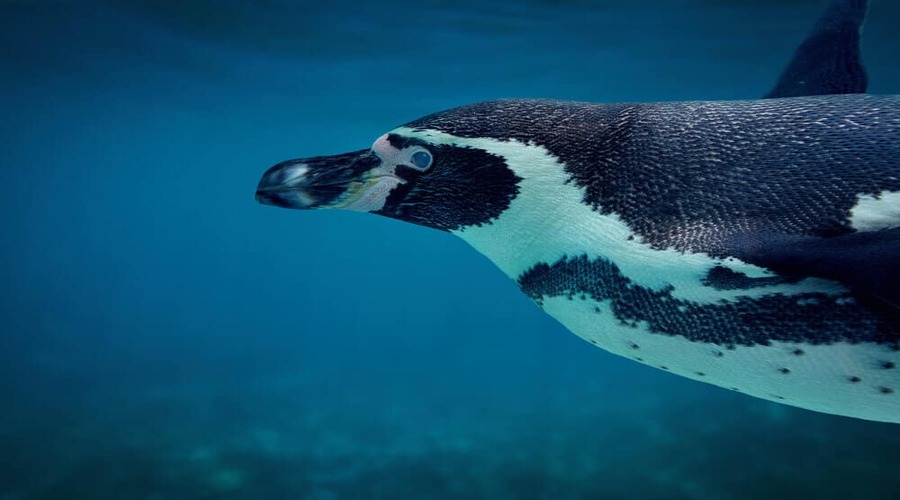 Pinguino alle isole Galapagos